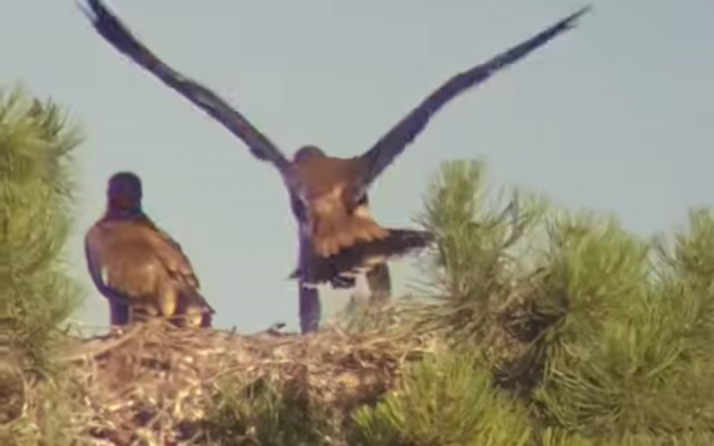 Águila Imperial ibérica en un nido