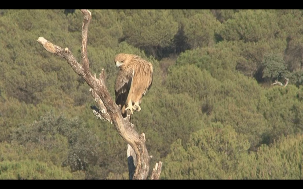 Águila Imperial Ibérica posada en una rama