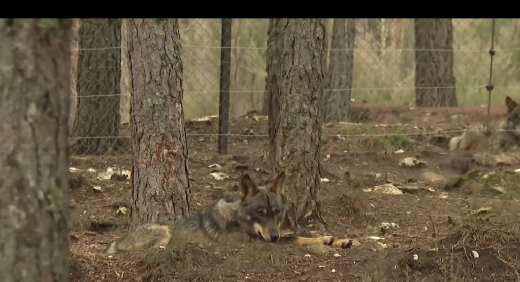 Lobo Ibérico sentado