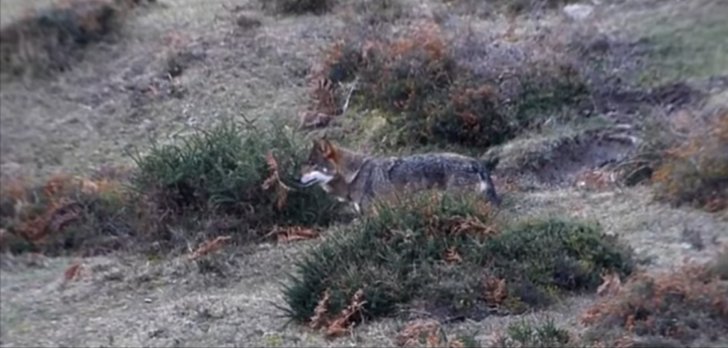 Lobo Ibérico sentado en la arena