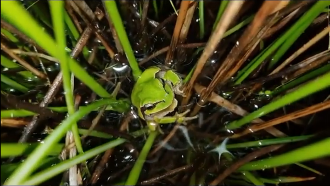 La Ranita de San Antonio, Experta en Camuflaje