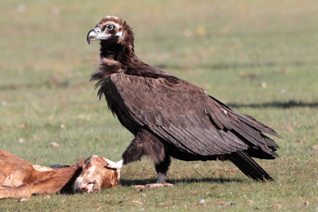 Buitre Negro comiendo carroña