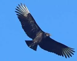 Buitre Negro volando