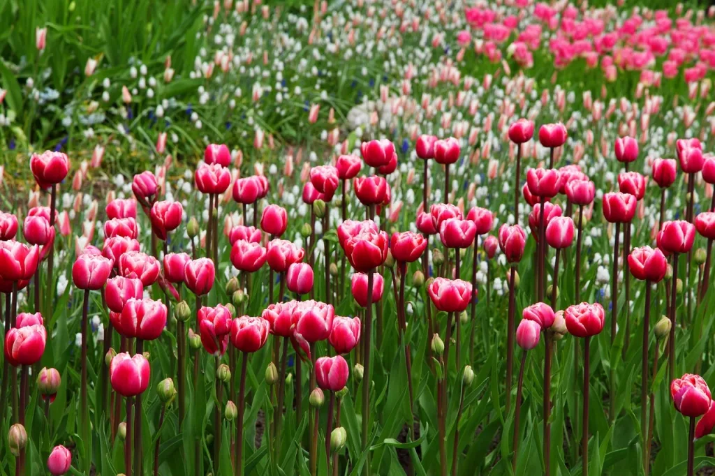 Tulipanes