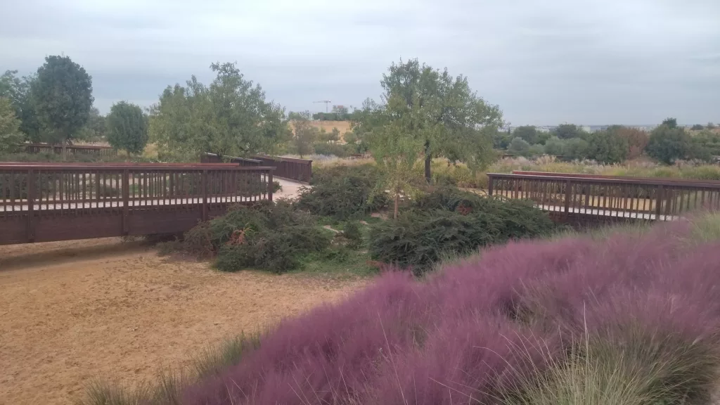 Muhlenbergia capillaris